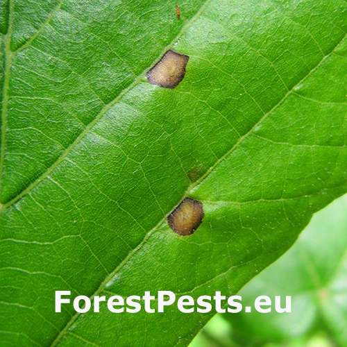 Plodomorka Physemocecis hartigi