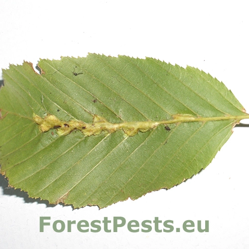 Plodomorka Zygiobia carpini