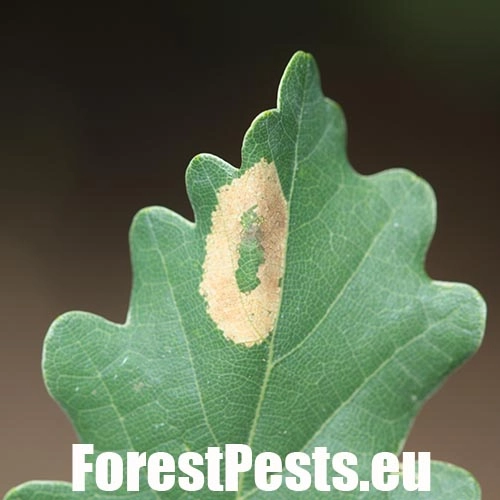 Plosk&aacute;čik dubinov&yacute;