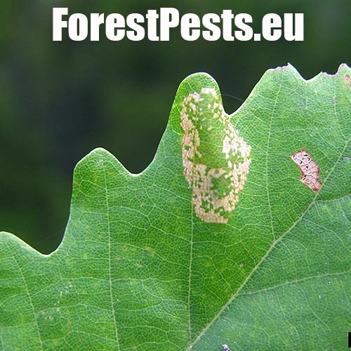 Plosk&aacute;čik dubinov&yacute;