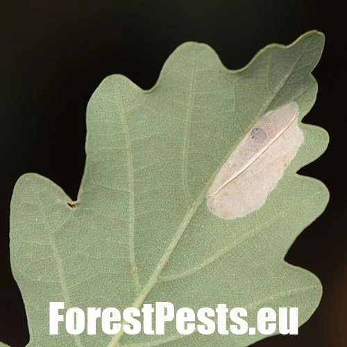 Plosk&aacute;čik dubinov&yacute;