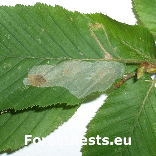 Plosk&aacute;čik hrabov&yacute;