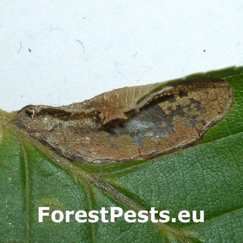 Plosk&aacute;čik hrabov&yacute;