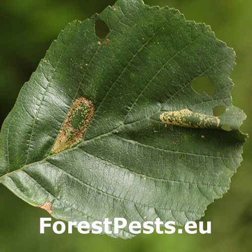 Plosk&aacute;čik jel&scaron;ov&yacute;