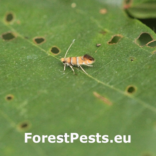 Plosk&aacute;čik jel&scaron;ov&yacute;