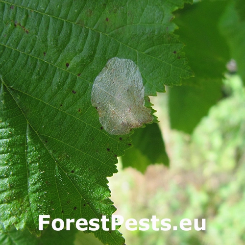 Plosk&aacute;čik lieskov&yacute;