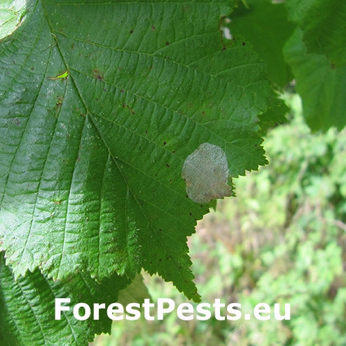 Plosk&aacute;čik lieskov&yacute;