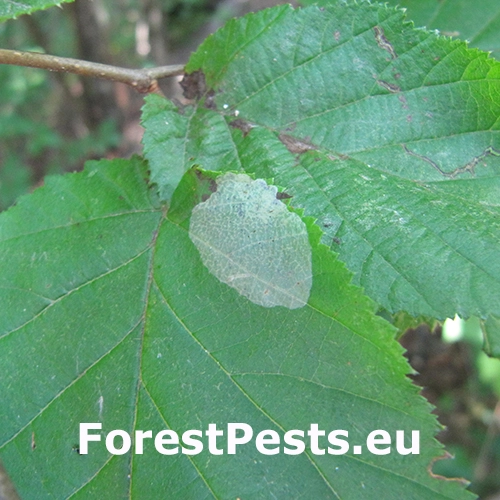 Plosk&aacute;čik lieskov&yacute;