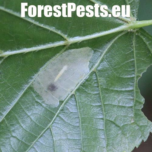 Plosk&aacute;čik lipov&yacute;