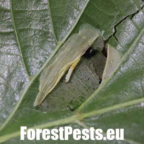 Plosk&aacute;čik lipov&yacute;