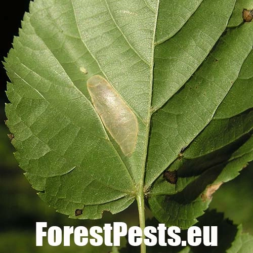 Plosk&aacute;čik lipov&yacute;