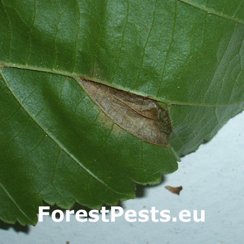 Plosk&aacute;čik Nicelliho