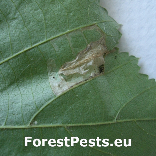 Plosk&aacute;čik Nicelliho