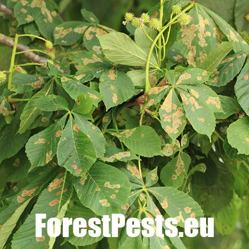 Plosk&aacute;čik paga&scaron;tanov&yacute;