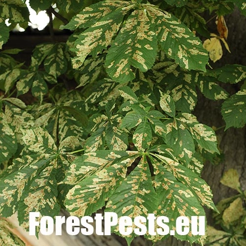 Plosk&aacute;čik paga&scaron;tanov&yacute;