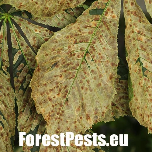 Plosk&aacute;čik paga&scaron;tanov&yacute;