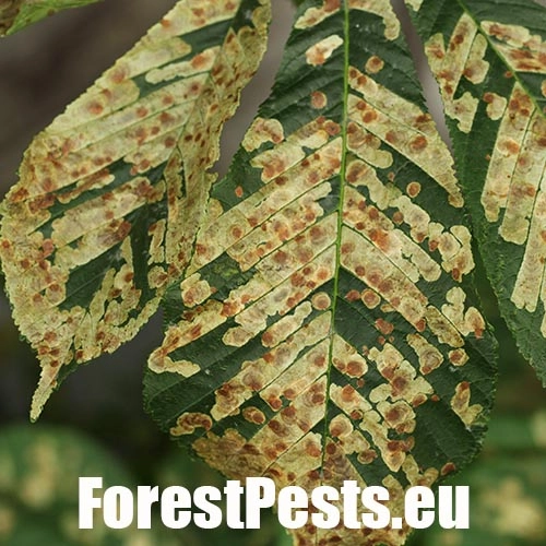 Plosk&aacute;čik paga&scaron;tanov&yacute;