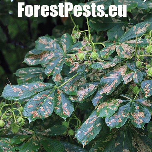 Hnedé fľaky na listoch. Foto : M.Zúbrik