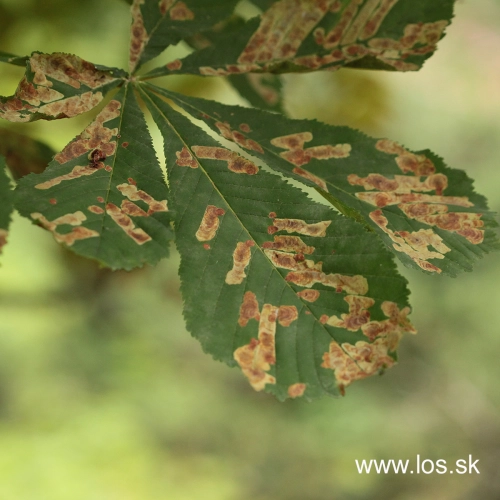 Plosk&aacute;čik paga&scaron;tanov&yacute;