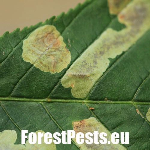 Plosk&aacute;čik paga&scaron;tanov&yacute;