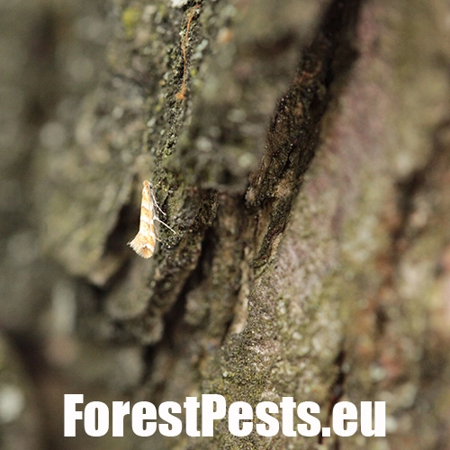 Plosk&aacute;čik paga&scaron;tanov&yacute;