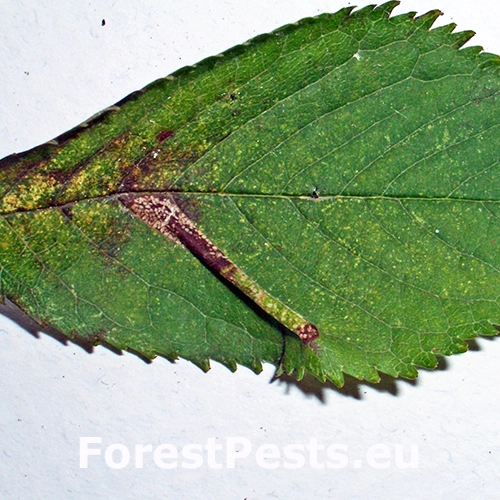 Plosk&aacute;čik Phyllonorycter cerasicolella