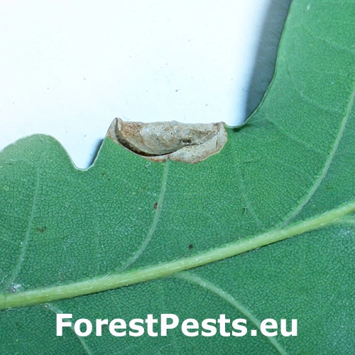 Plosk&aacute;čik Phyllonorycter heegeriella