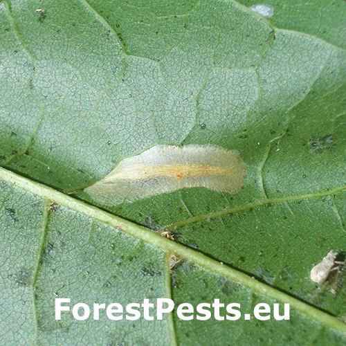 Plosk&aacute;čik Phyllonorycter joannisi