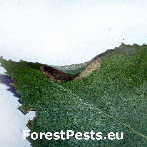 Plosk&aacute;čik Phyllonorycter ulmifoliella