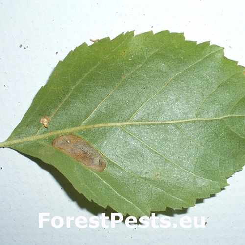 Plosk&aacute;čik Phyllonorycter ulmifoliella