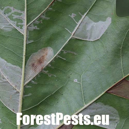 Plosk&aacute;čik platanov&yacute;