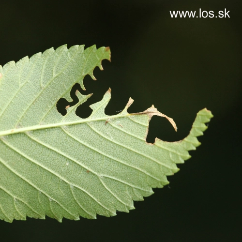 Ploskanka Aproceros leucopoda