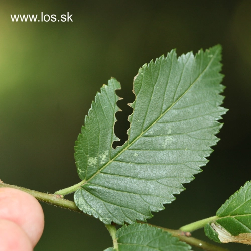 Ploskanka Aproceros leucopoda