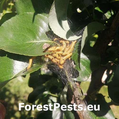 Ploskanka hru&scaron;kov&aacute;