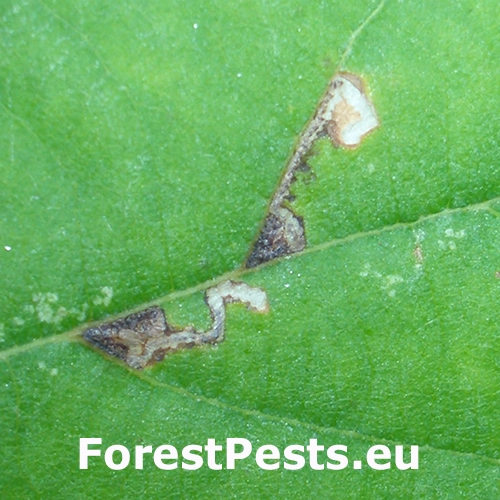 Pl&ocirc;&scaron;kavec lipov&yacute;