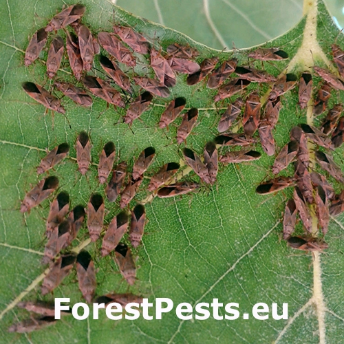 Plo&scaron;tička platanov&aacute;