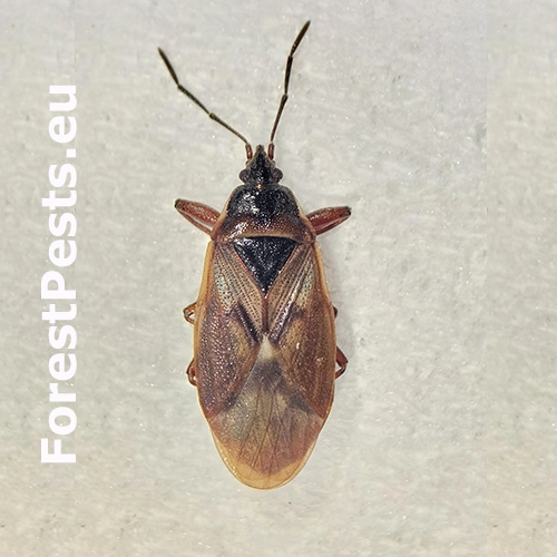 Plo&scaron;tička &scaron;i&scaron;kov&aacute;