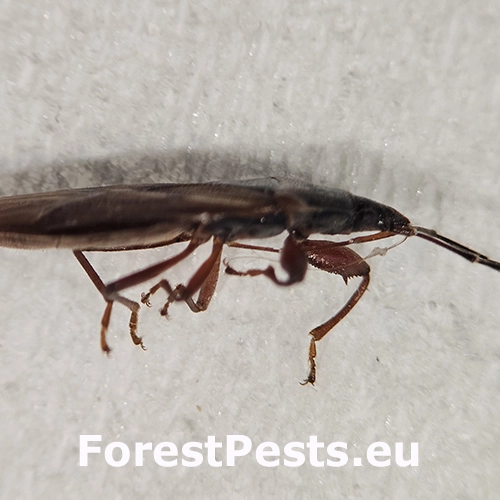 Plo&scaron;tička &scaron;i&scaron;kov&aacute;