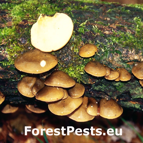 Pňovka neskor&aacute;