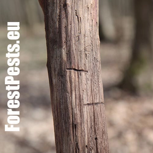 Podk&ocirc;rnik hrabov&yacute;