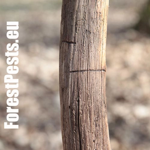 Podk&ocirc;rnik hrabov&yacute;