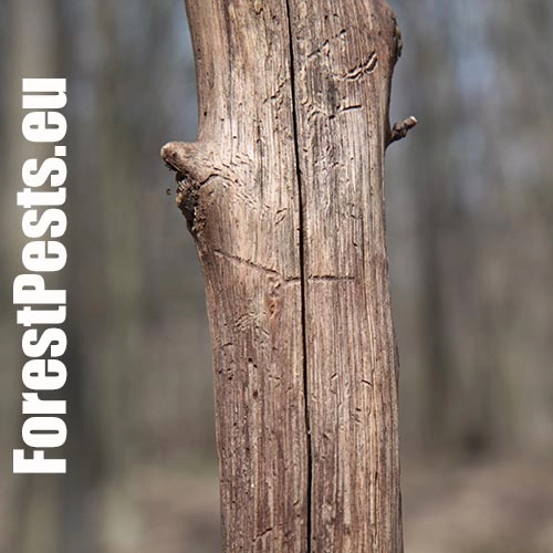 Podk&ocirc;rnik hrabov&yacute;