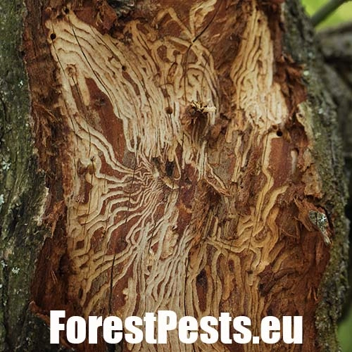 Podk&ocirc;rnik slivkov&yacute;