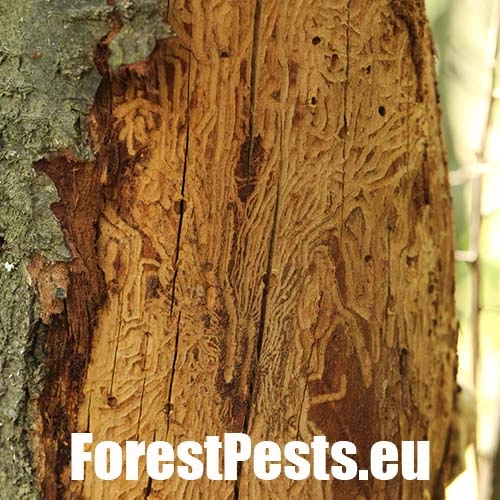 Podk&ocirc;rnik slivkov&yacute;