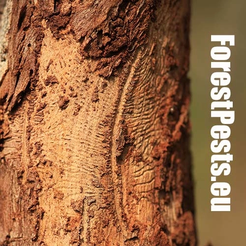 Podk&ocirc;rnik slivkov&yacute;