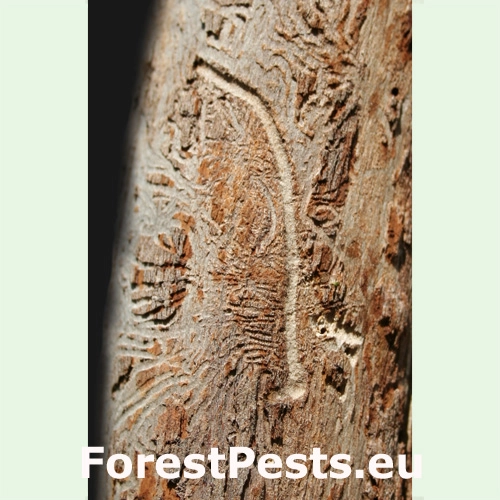 Podk&ocirc;rnik slivkov&yacute;