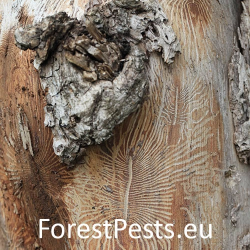 Podk&ocirc;rniky Scolytus na breste