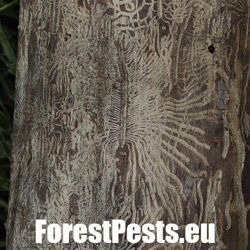 Podk&ocirc;rniky Scolytus na breste