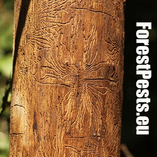 Podk&ocirc;rniky Scolytus na breste