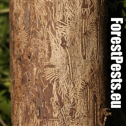 Podk&ocirc;rniky Scolytus na breste